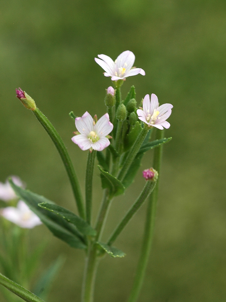 Изображение особи род Epilobium.