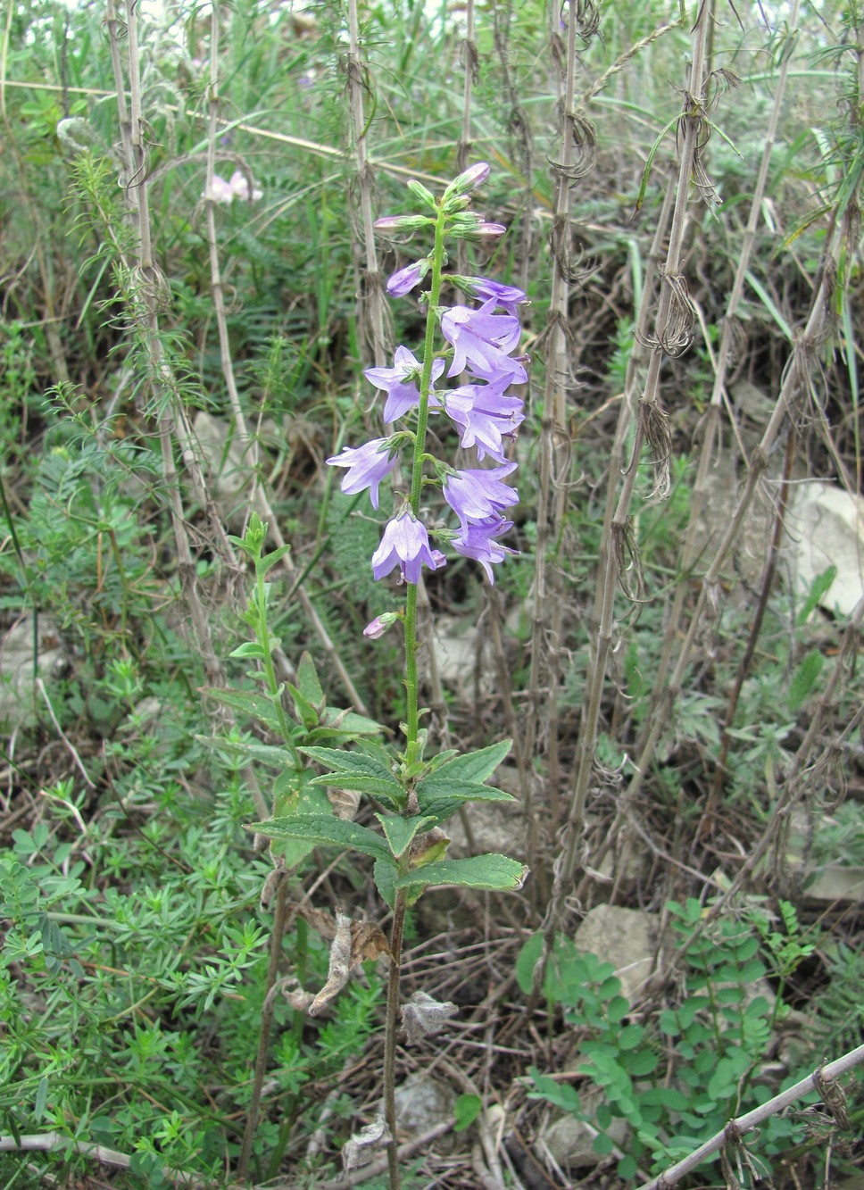 Изображение особи Campanula bononiensis.