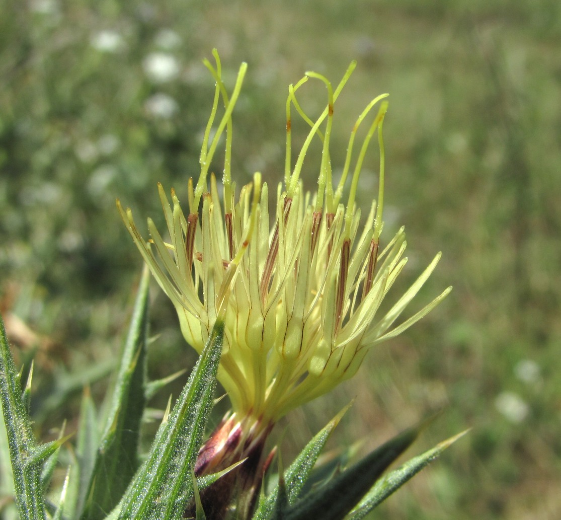 Изображение особи Carthamus lanatus.