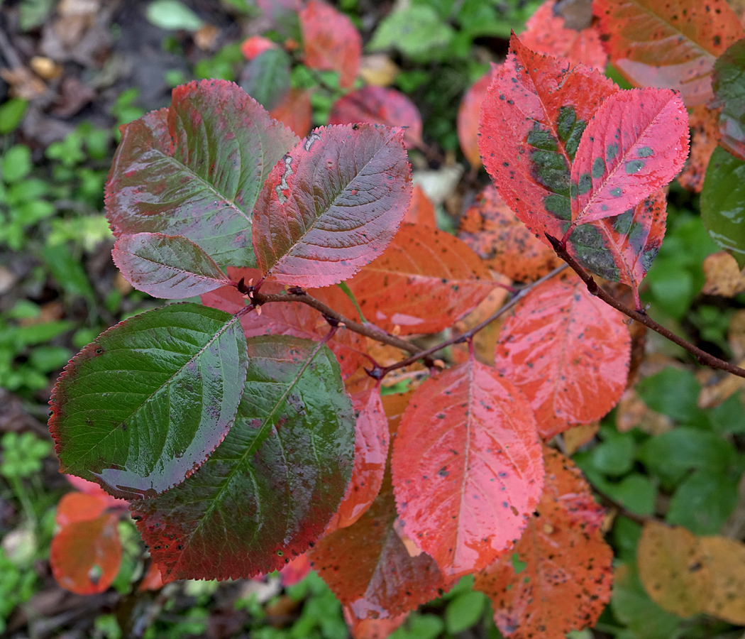 Изображение особи &times; Sorbaronia mitschurinii.