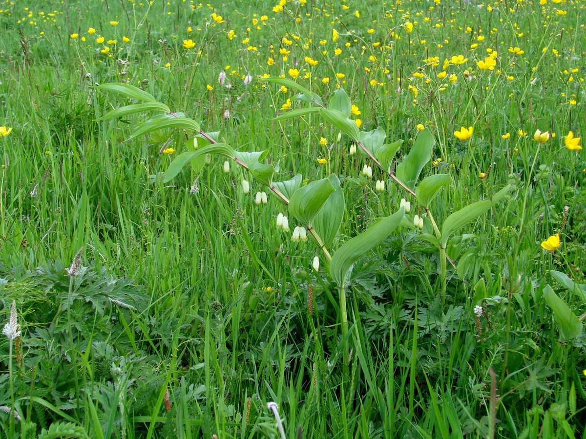 Image of Polygonatum odoratum specimen.