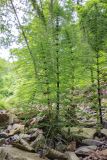 Equisetum telmateia