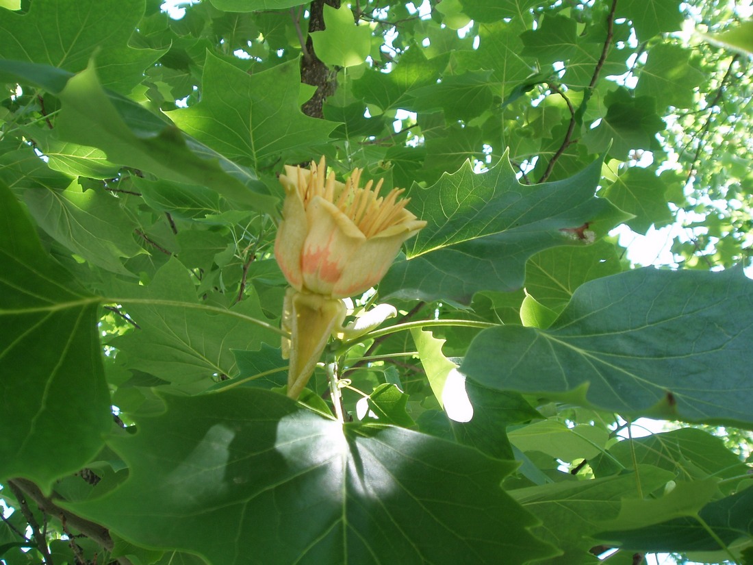 Image of Liriodendron tulipifera specimen.