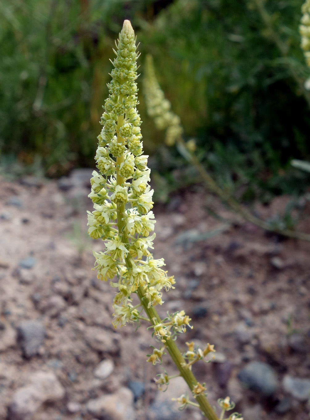 Image of Reseda lutea specimen.