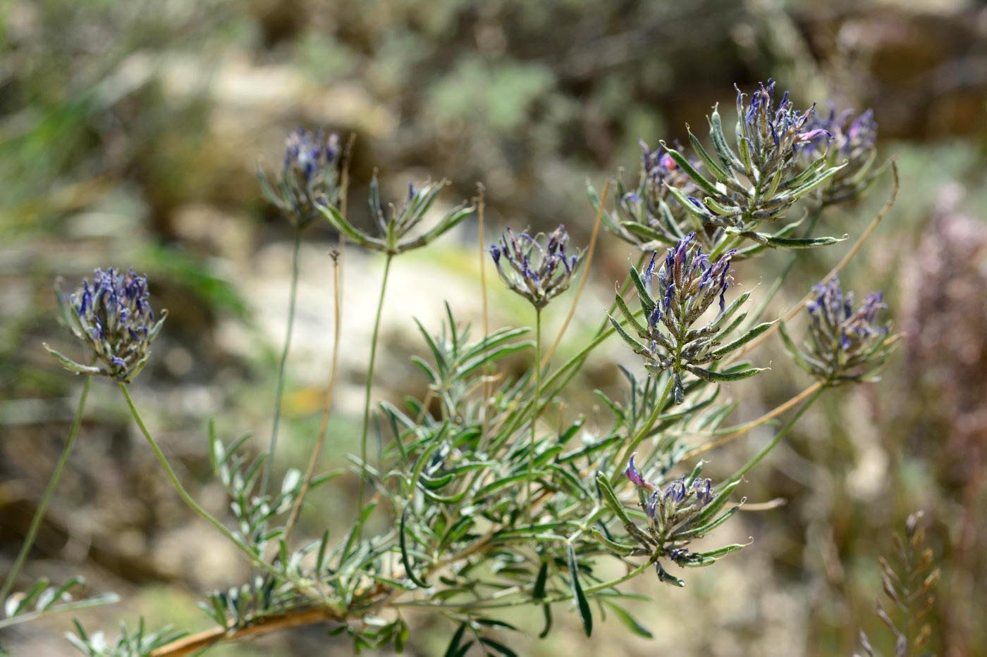 Изображение особи Astragalus arbuscula.