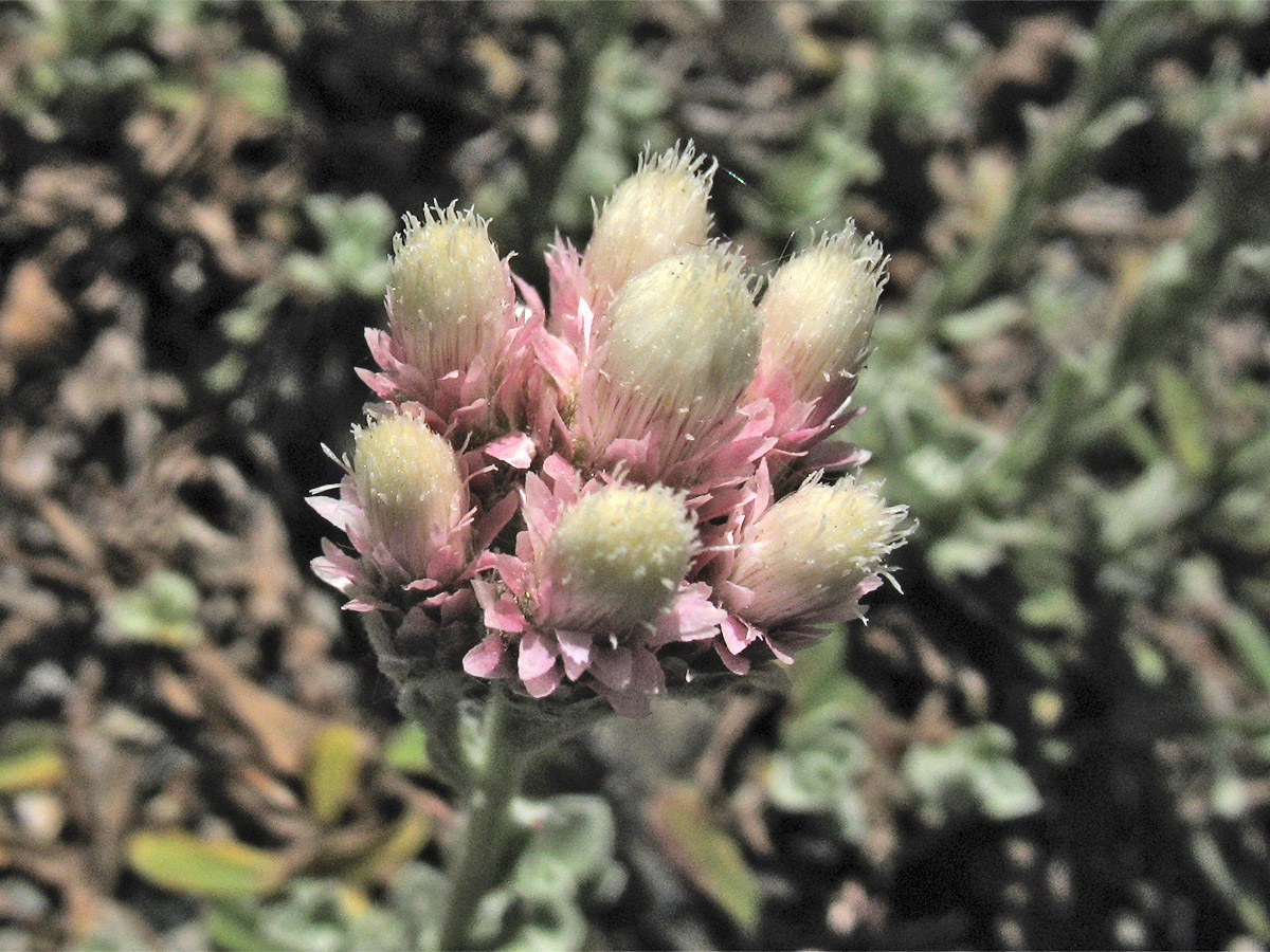 Image of Antennaria plantaginifolia specimen.