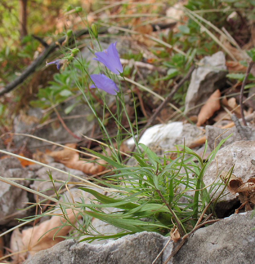 Image of Campanula rotundifolia specimen.