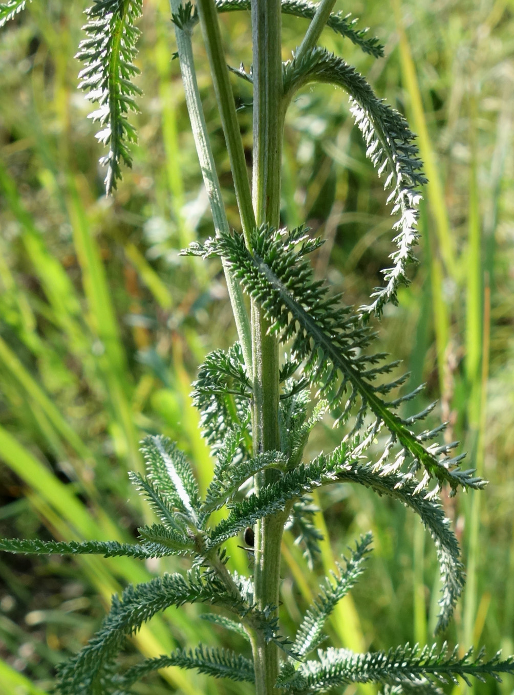 Image of Achillea millefolium specimen.