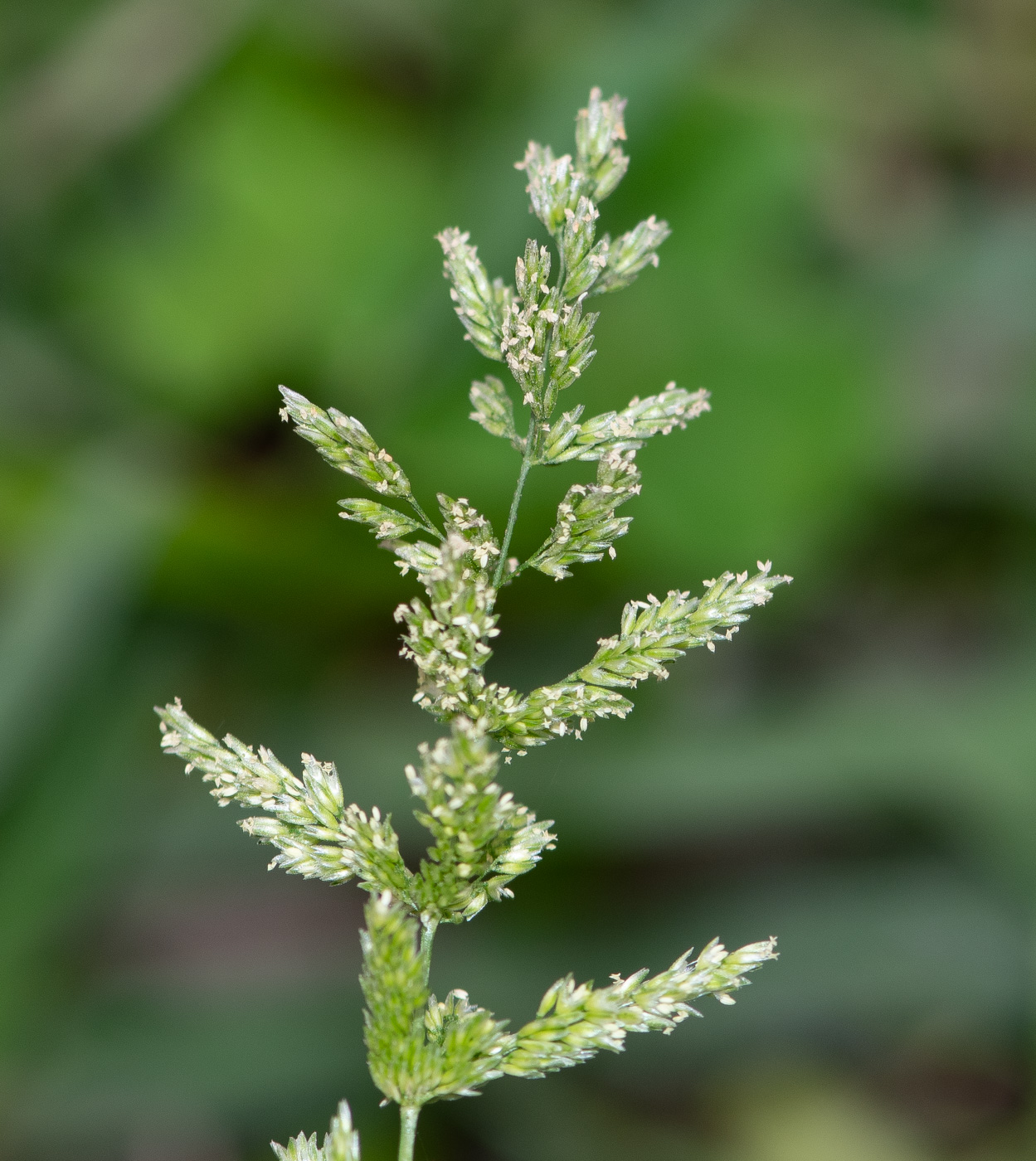 Image of genus Polypogon specimen.