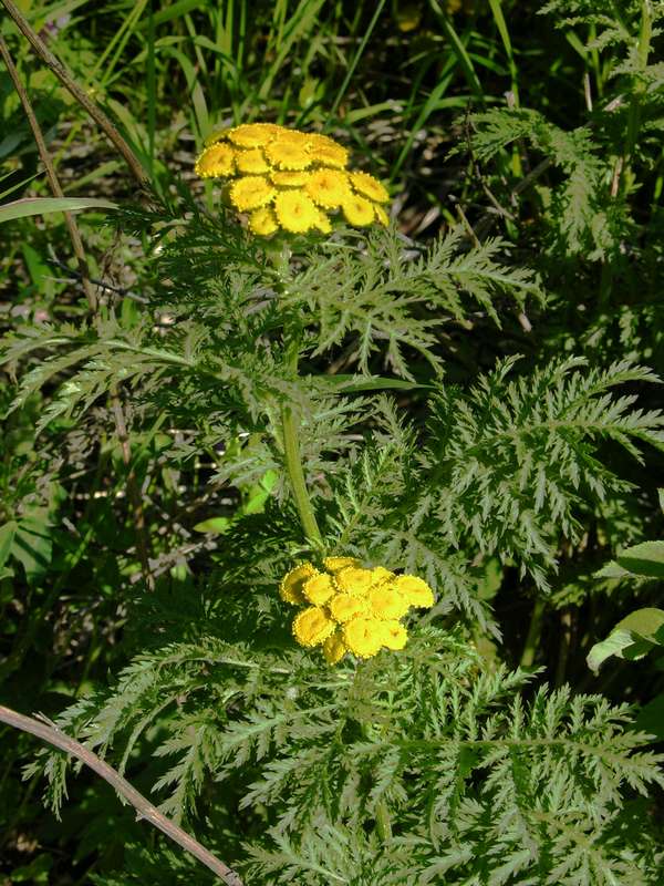 Image of Tanacetum boreale specimen.