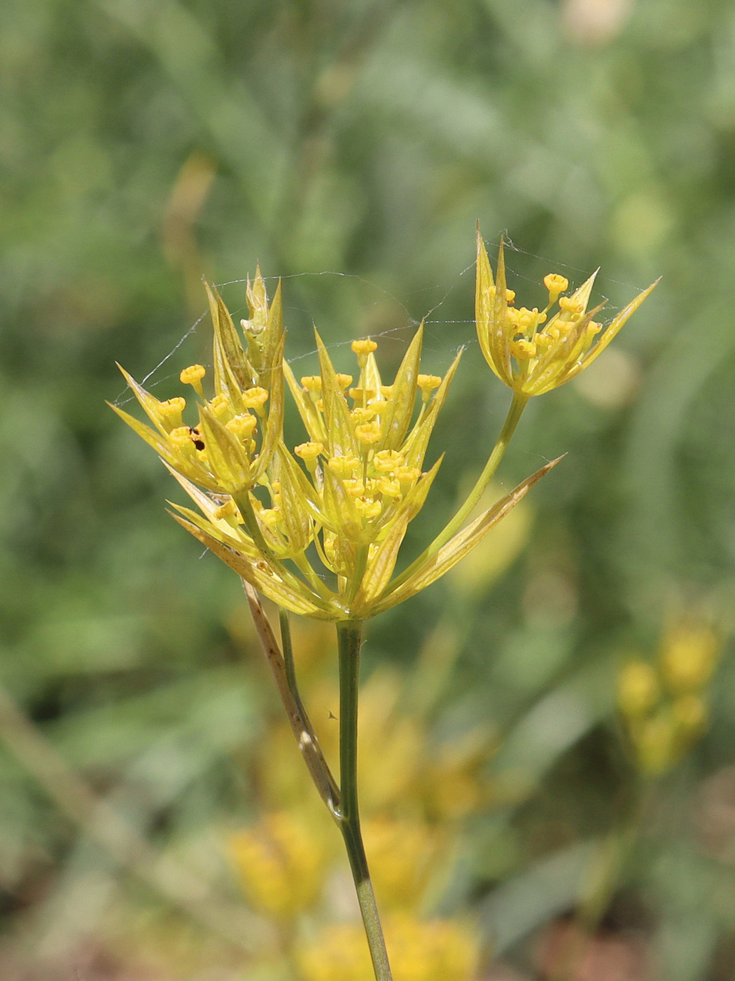 Изображение особи Bupleurum odontites.