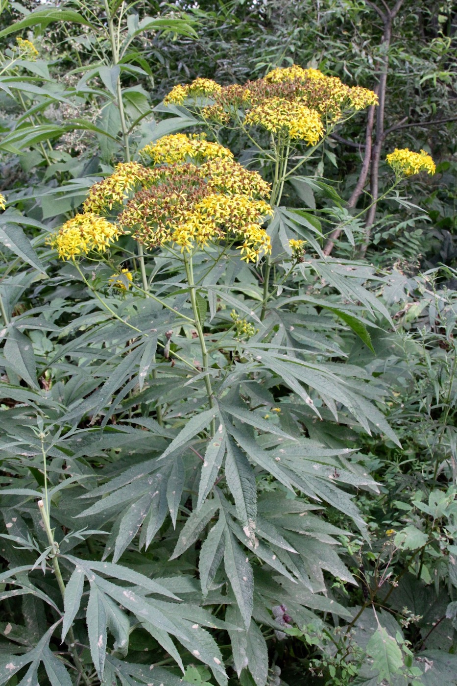 Image of Senecio cannabifolius specimen.