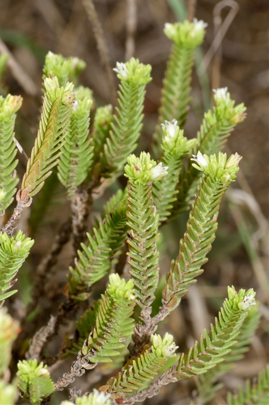 Изображение особи Crassula ericoides.