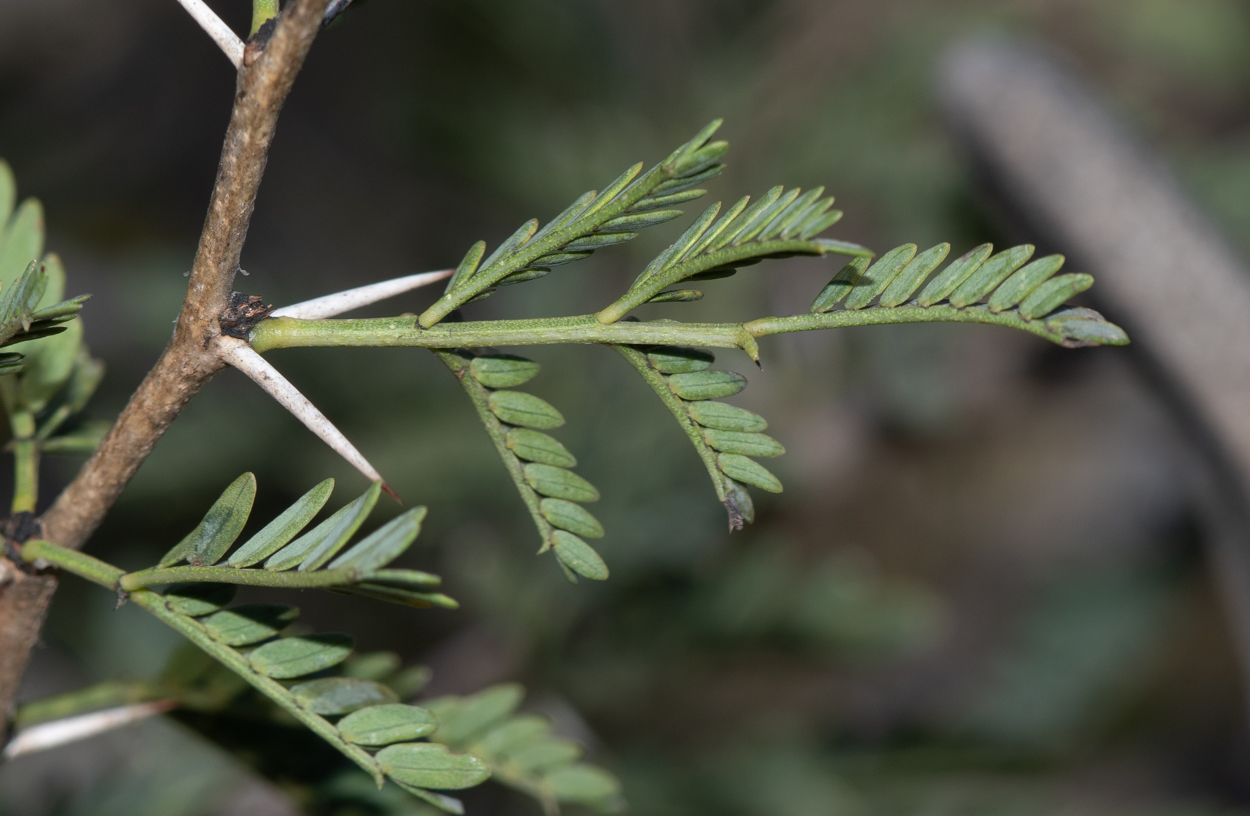 Image of Vachellia hebeclada specimen.