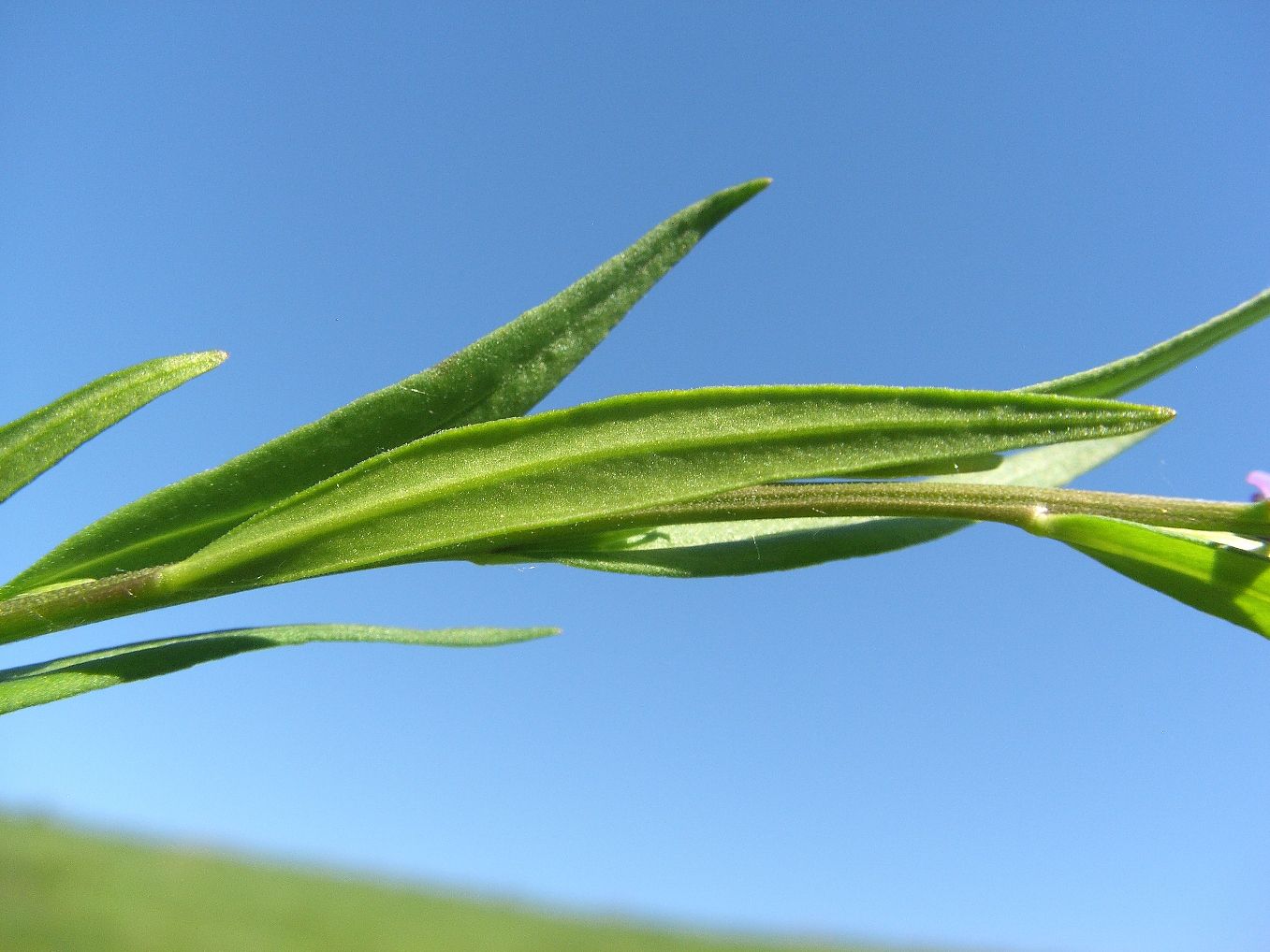 Image of Polygala comosa specimen.