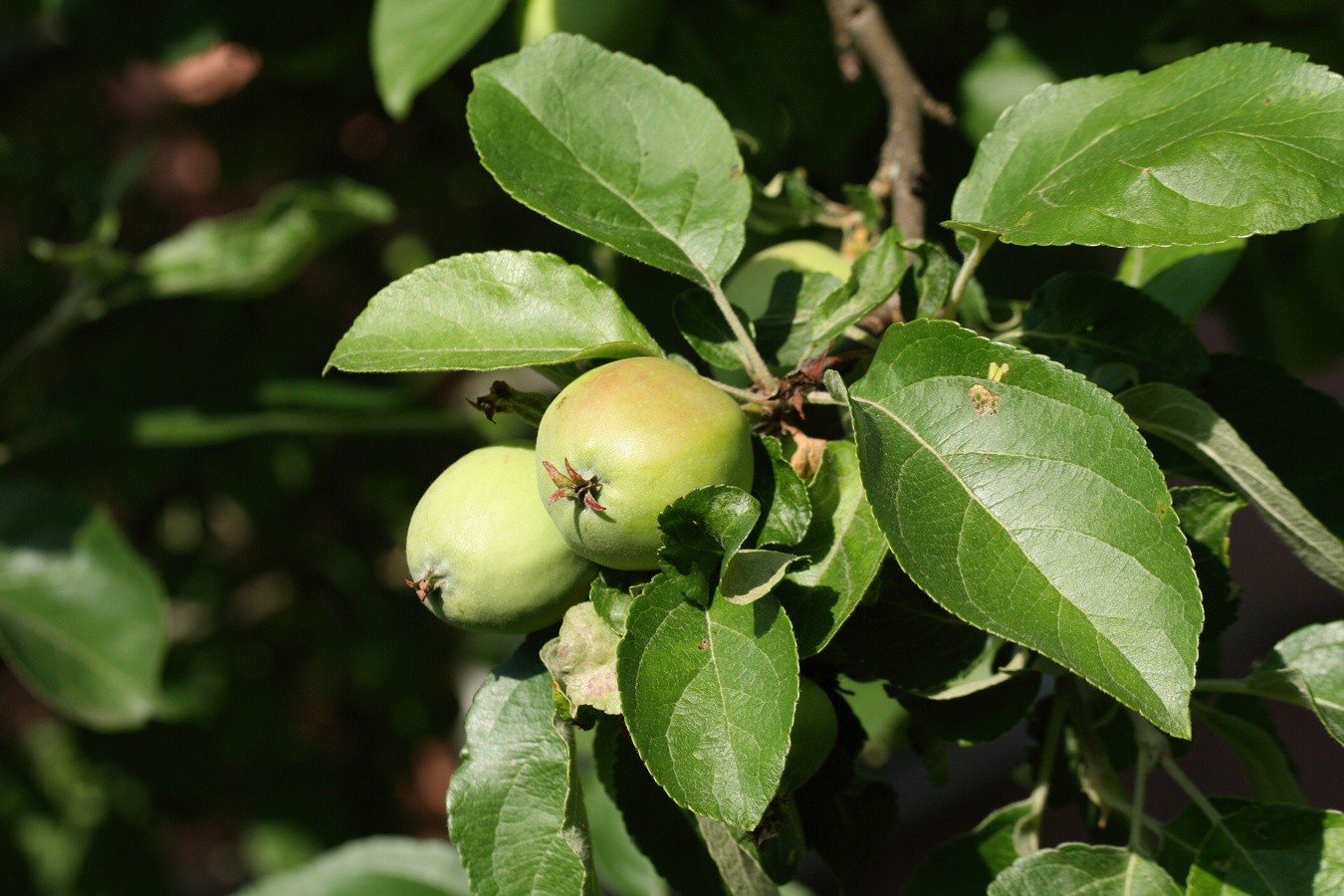 Image of Malus domestica specimen.