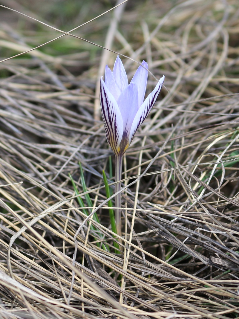 Image of Crocus reticulatus specimen.