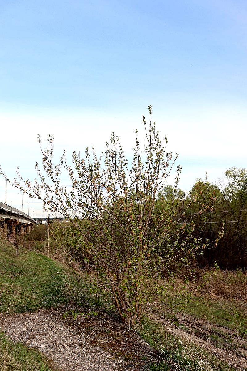 Image of Acer negundo specimen.