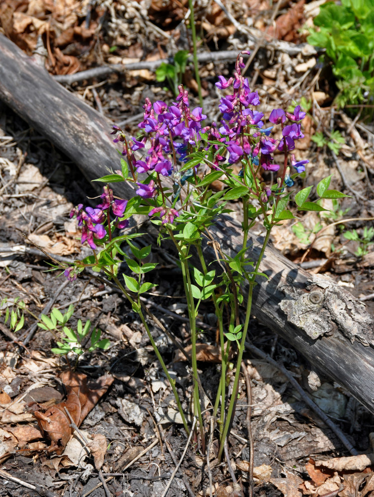 Image of Lathyrus vernus specimen.