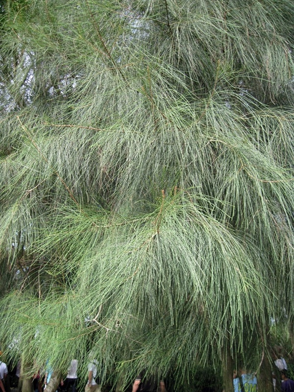 Изображение особи Casuarina equisetifolia.