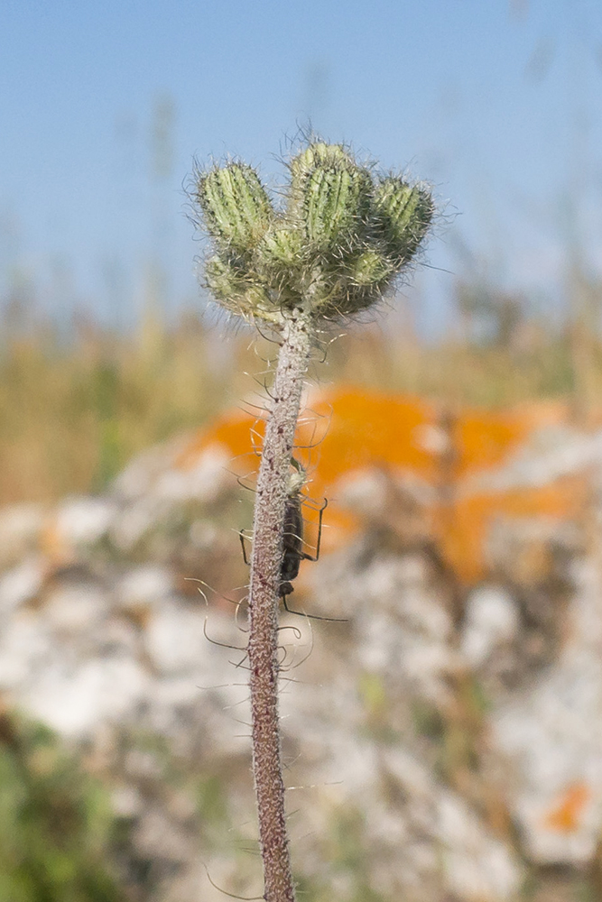 Image of genus Pilosella specimen.