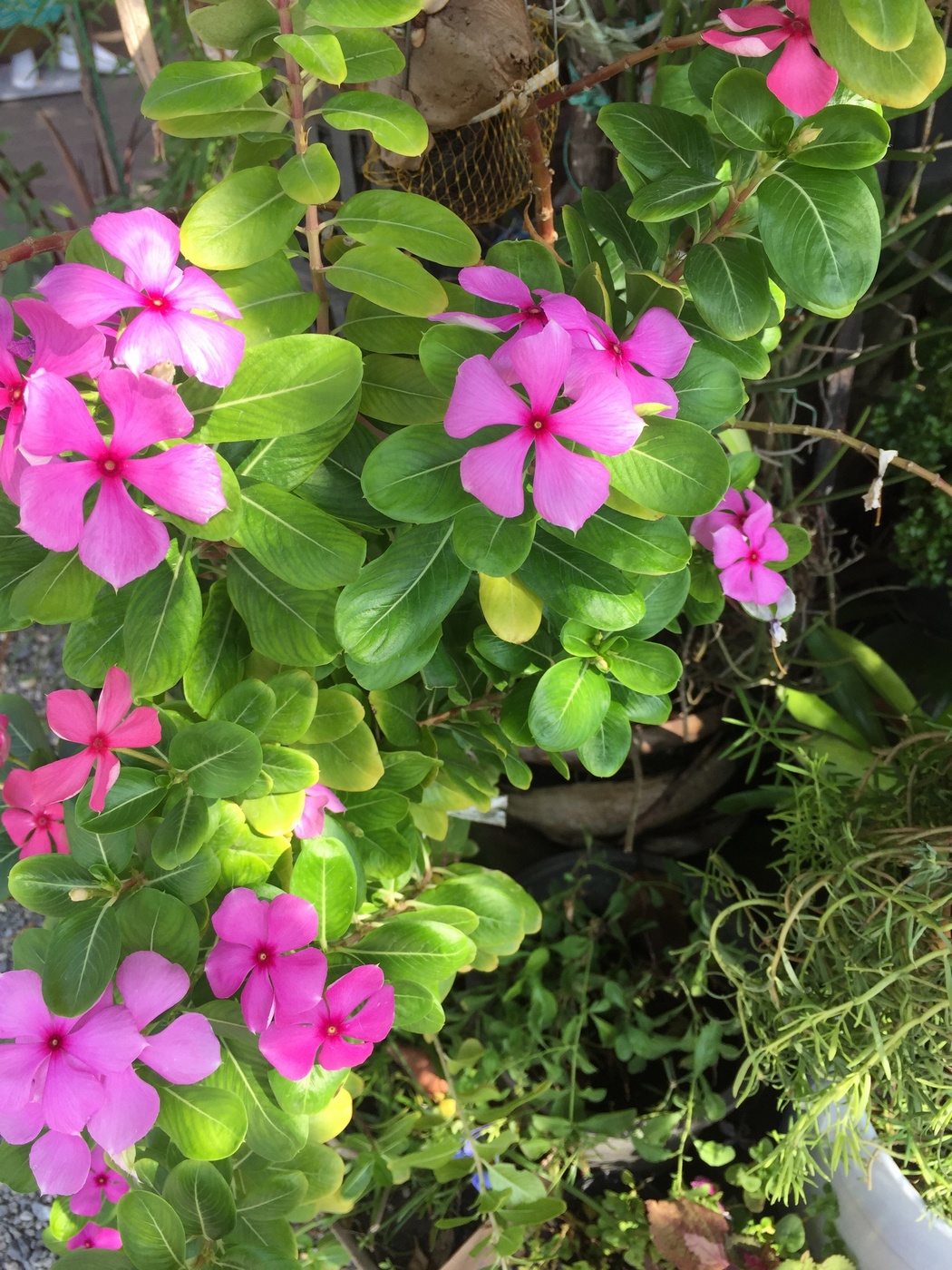 Изображение особи Catharanthus roseus.