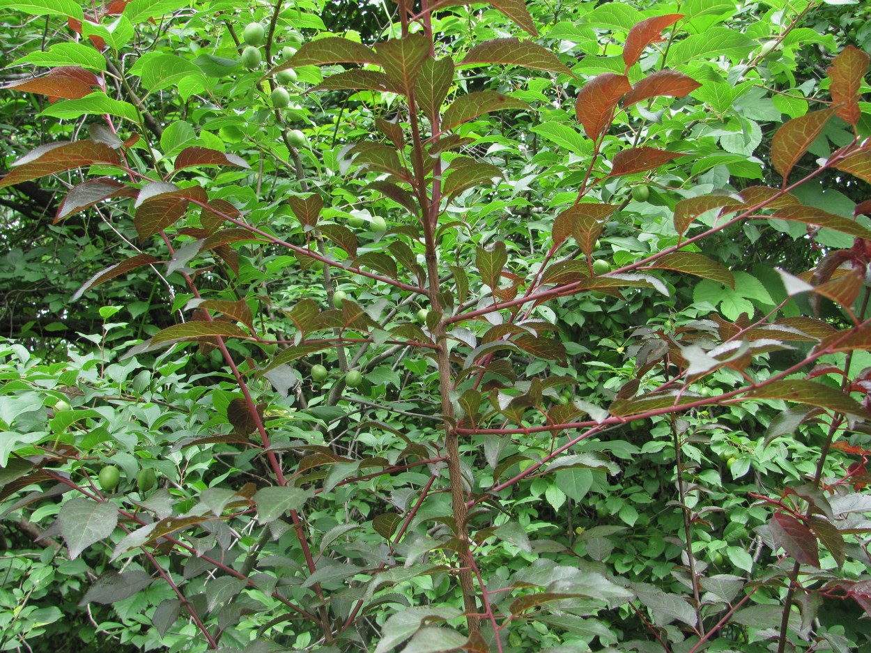 Изображение особи Prunus cerasifera var. pissardii.