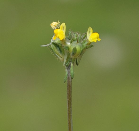 Изображение особи Linaria simplex.