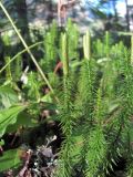 Lycopodium annotinum. Верхушка побега со стробилом. Северная Осетия, Алагирский р-н, долина р. Цеядон, ок. 2000 м н.у.м., лес. 30.07.2021.