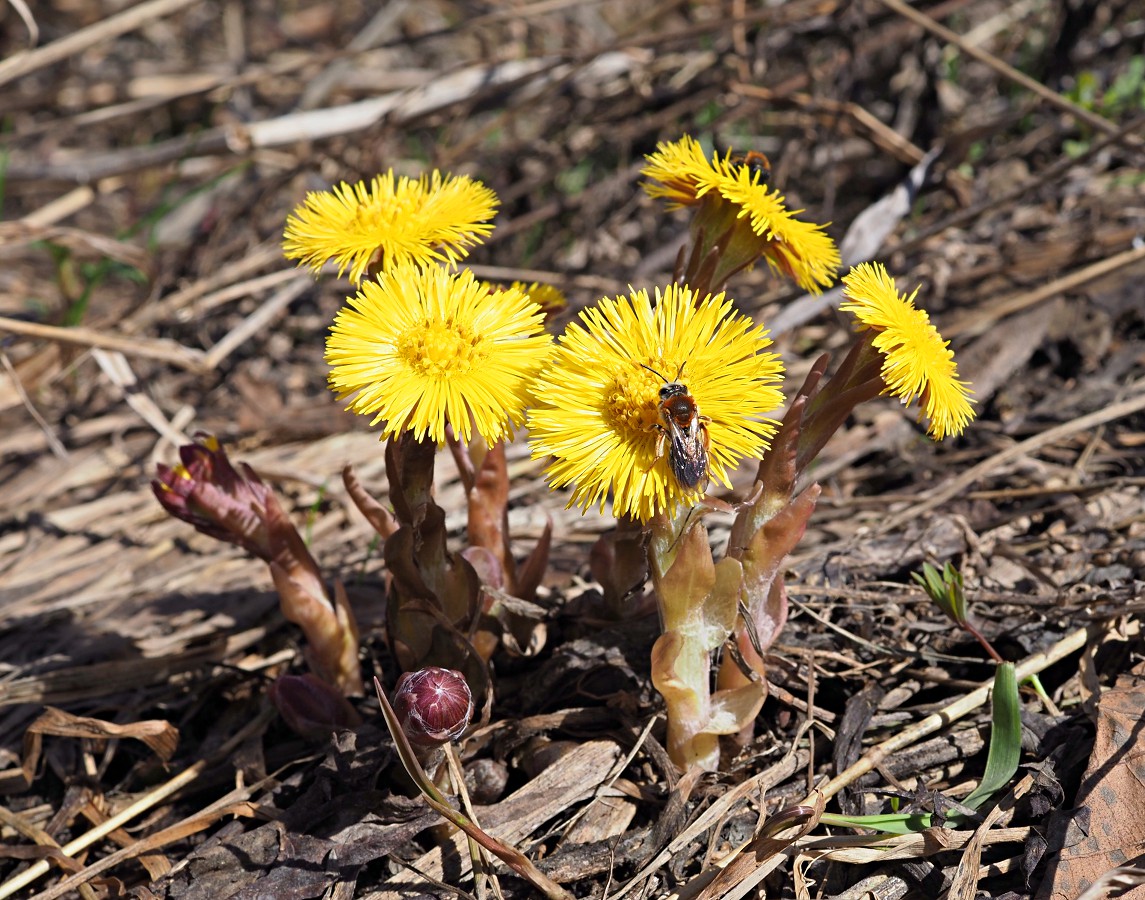 Изображение особи Tussilago farfara.