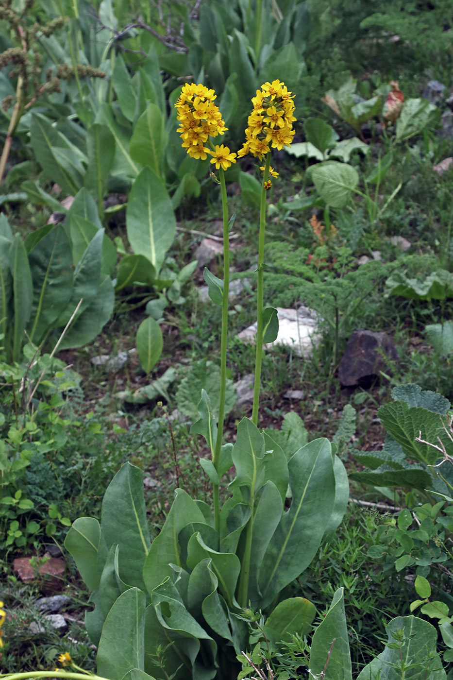 Image of Ligularia heterophylla specimen.