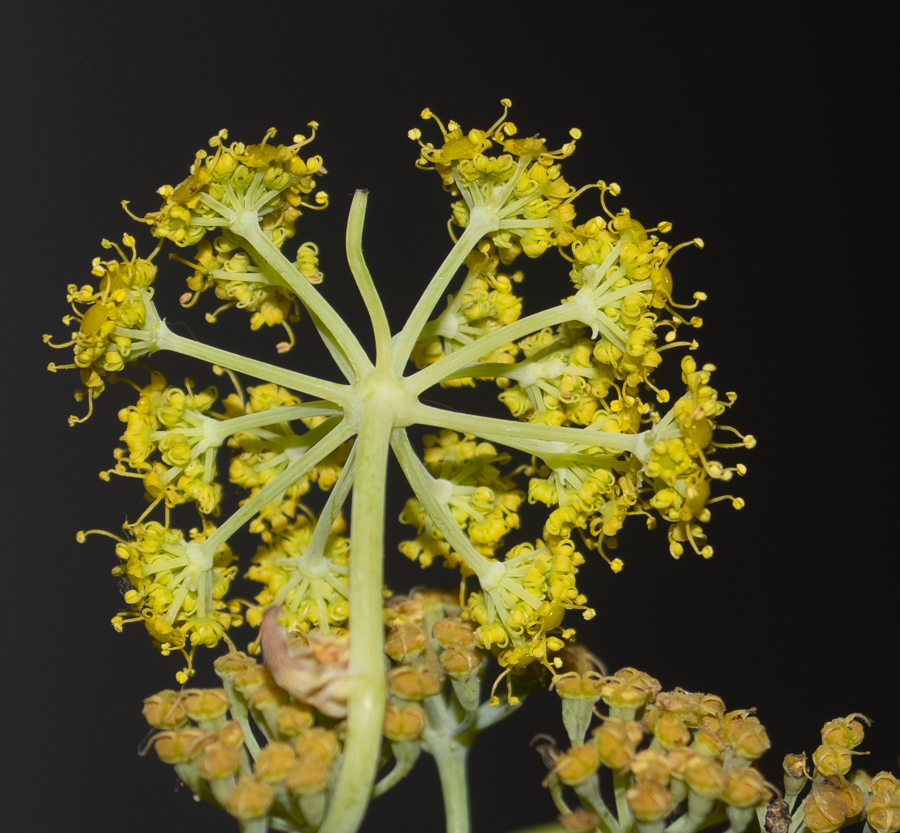 Image of Ferula tingitana specimen.