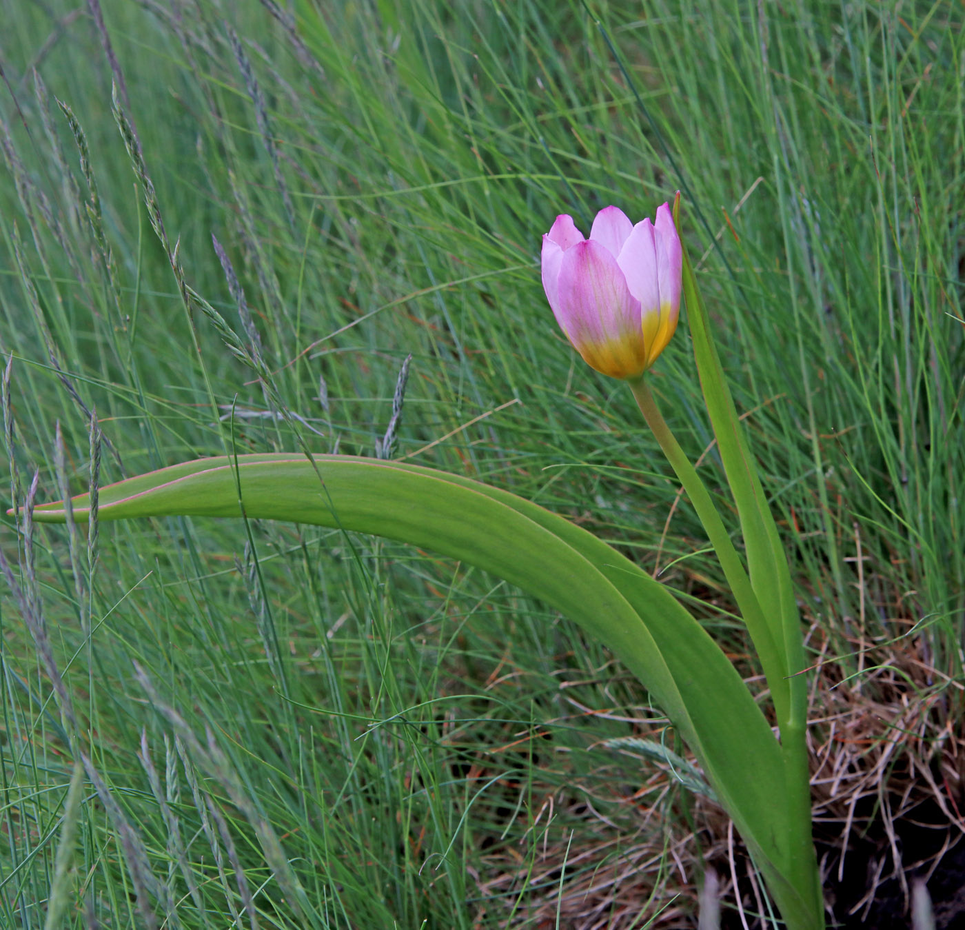 Image of Tulipa saxatilis specimen.