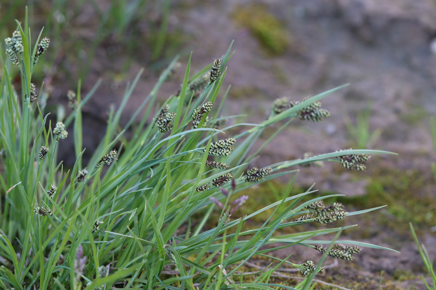 Изображение особи Carex bicolor.