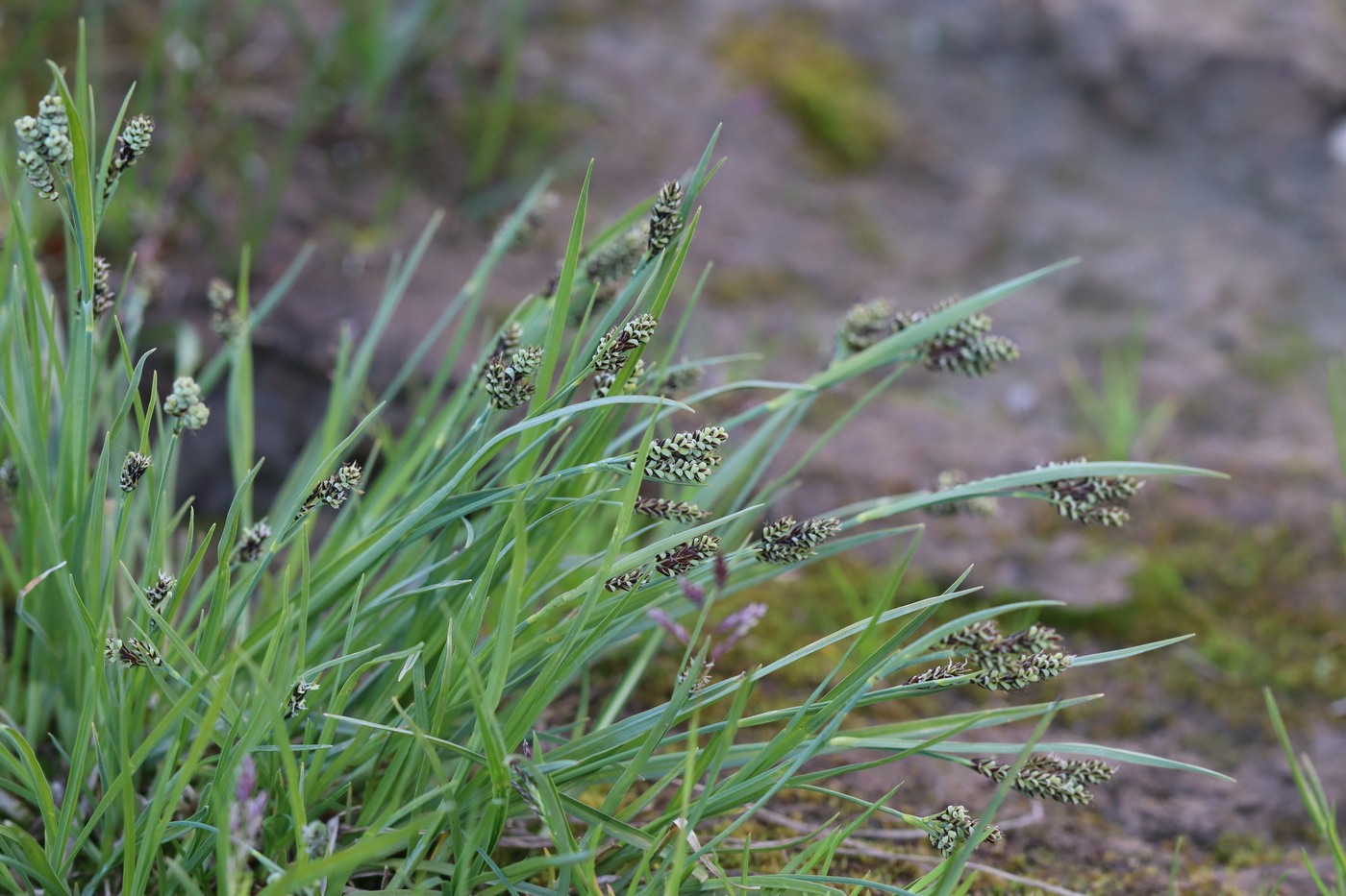 Image of Carex bicolor specimen.