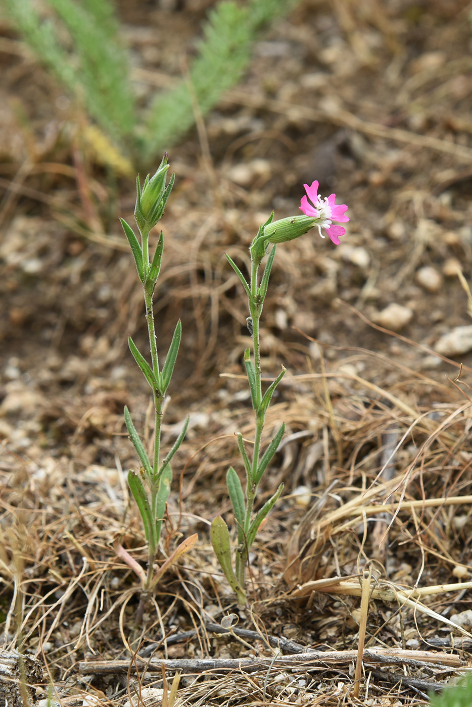 Image of Pleconax conica specimen.