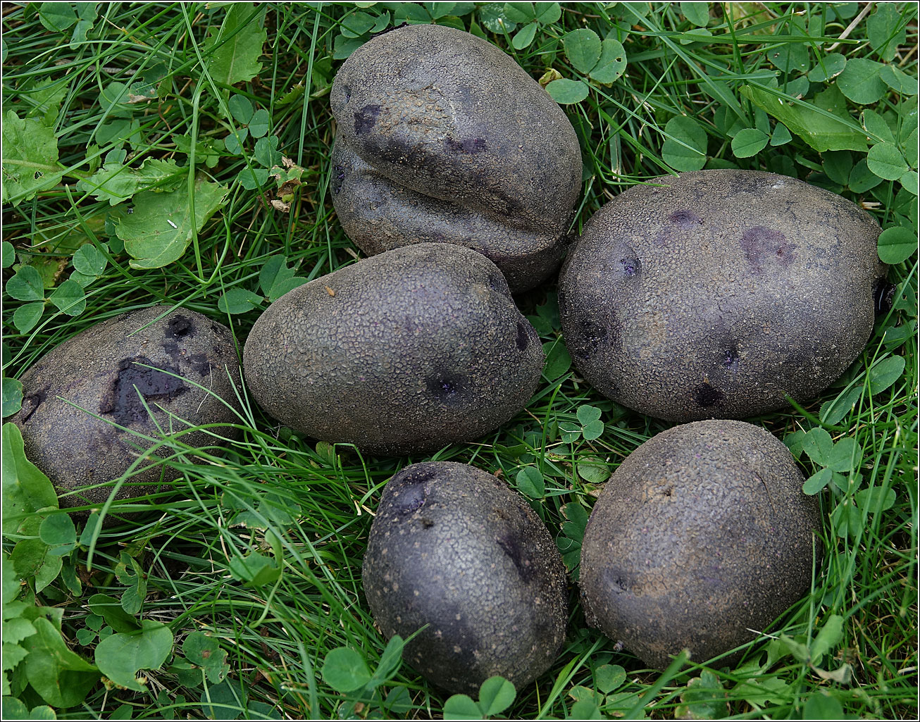 Image of Solanum tuberosum specimen.