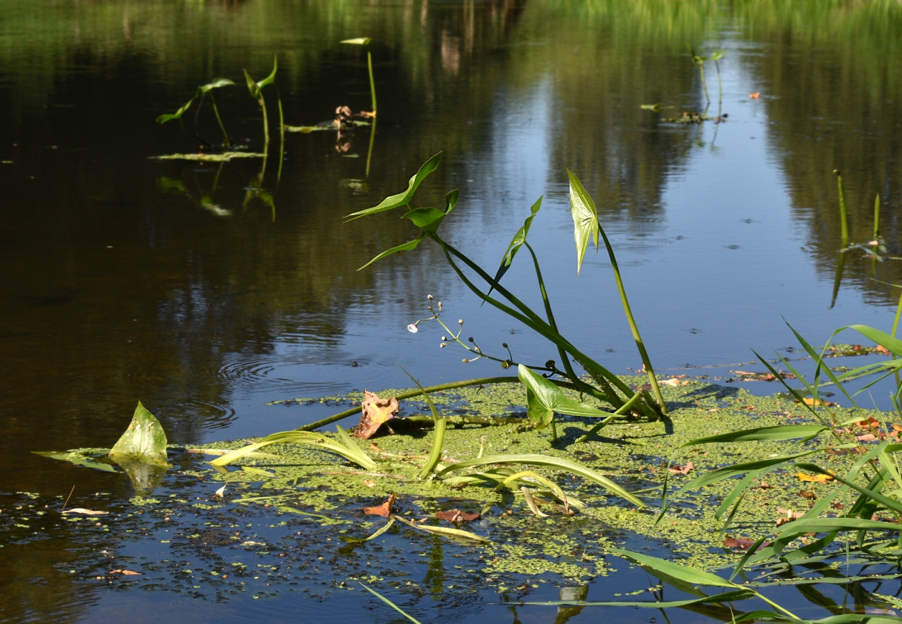 Image of Sagittaria sagittifolia specimen.