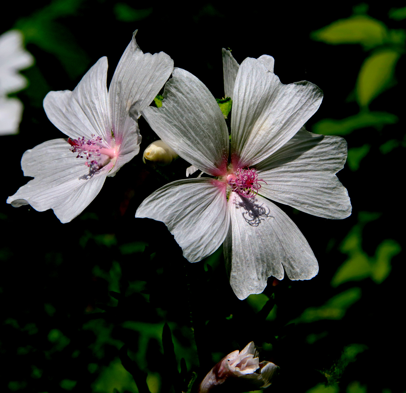 Image of Malva moschata specimen.