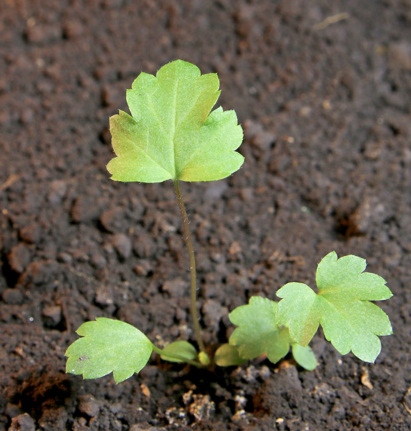 Image of Anemone scabiosa specimen.