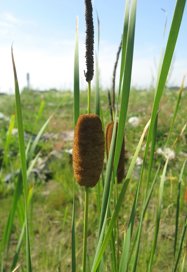 Изображение особи Typha laxmannii.