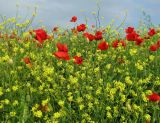 Rapistrum rugosum. Верхушки цветущих растений (красные цветки - Papaver rhoeas). Краснодарский край, Анапский муниципалитет, г. Анапа, р-н Горгиппия, пустырь. 30.05.2021.