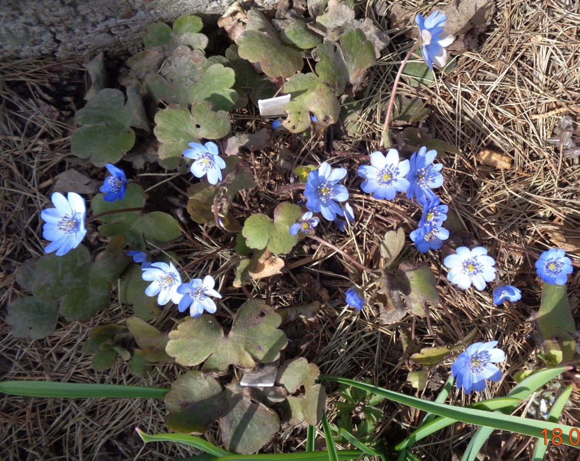 Image of Hepatica transsilvanica specimen.