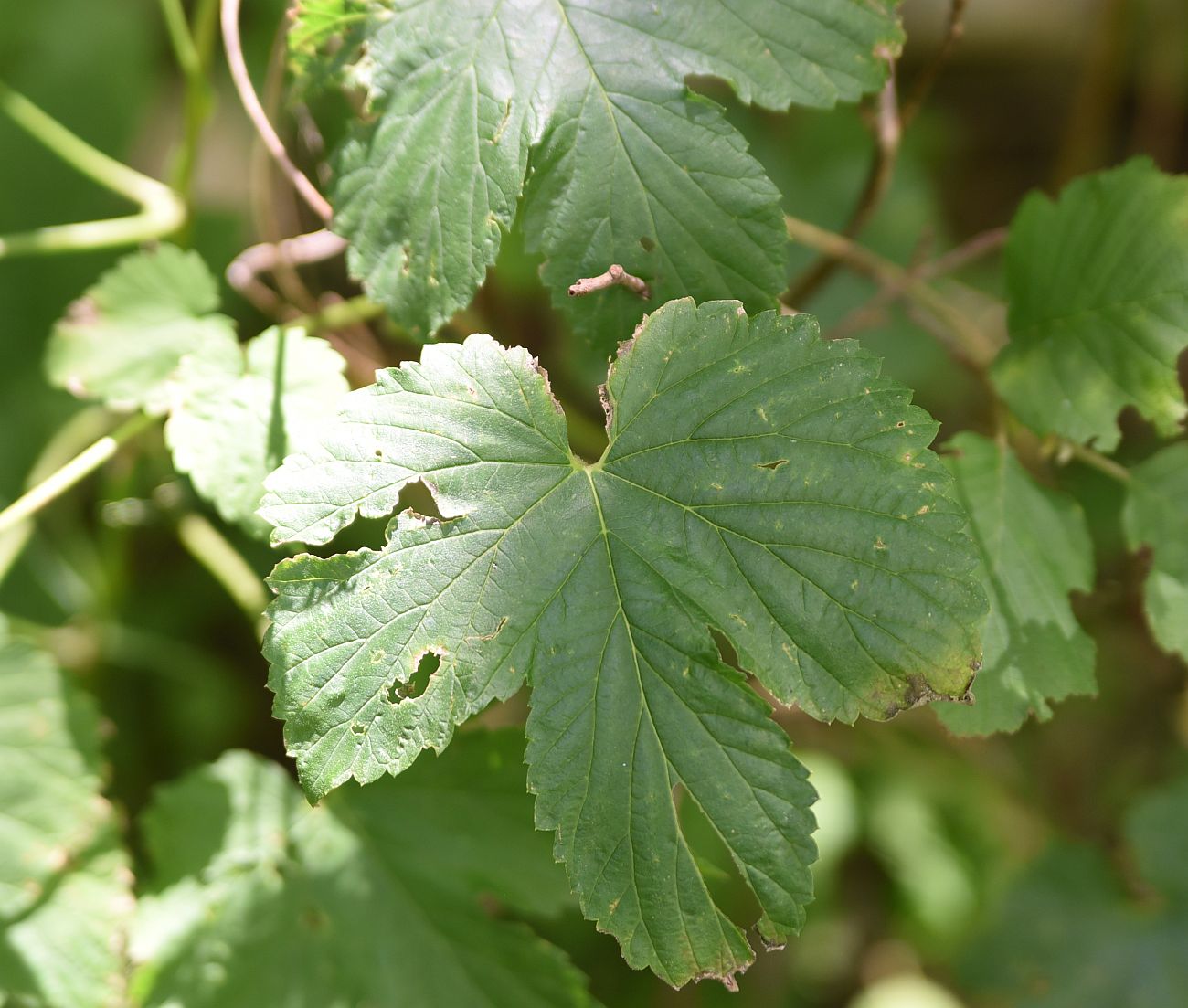 Изображение особи Humulus lupulus.