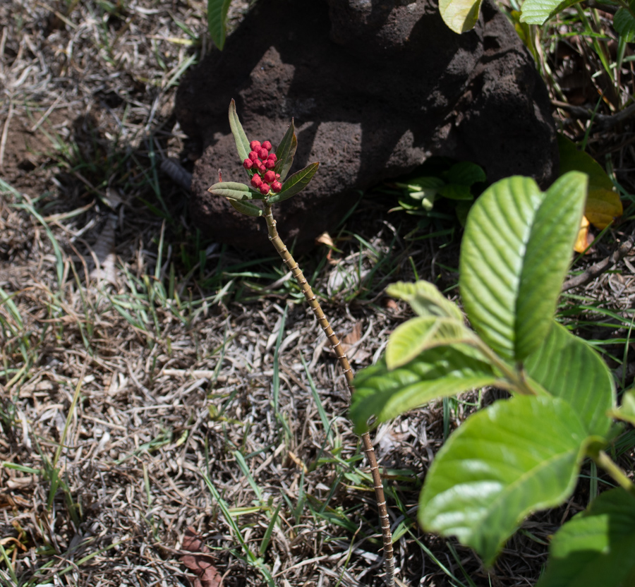 Image of Asclepias curassavica specimen.