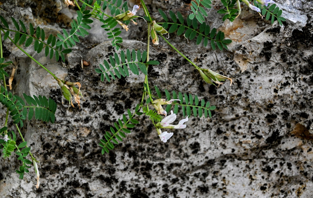 Изображение особи род Astragalus.