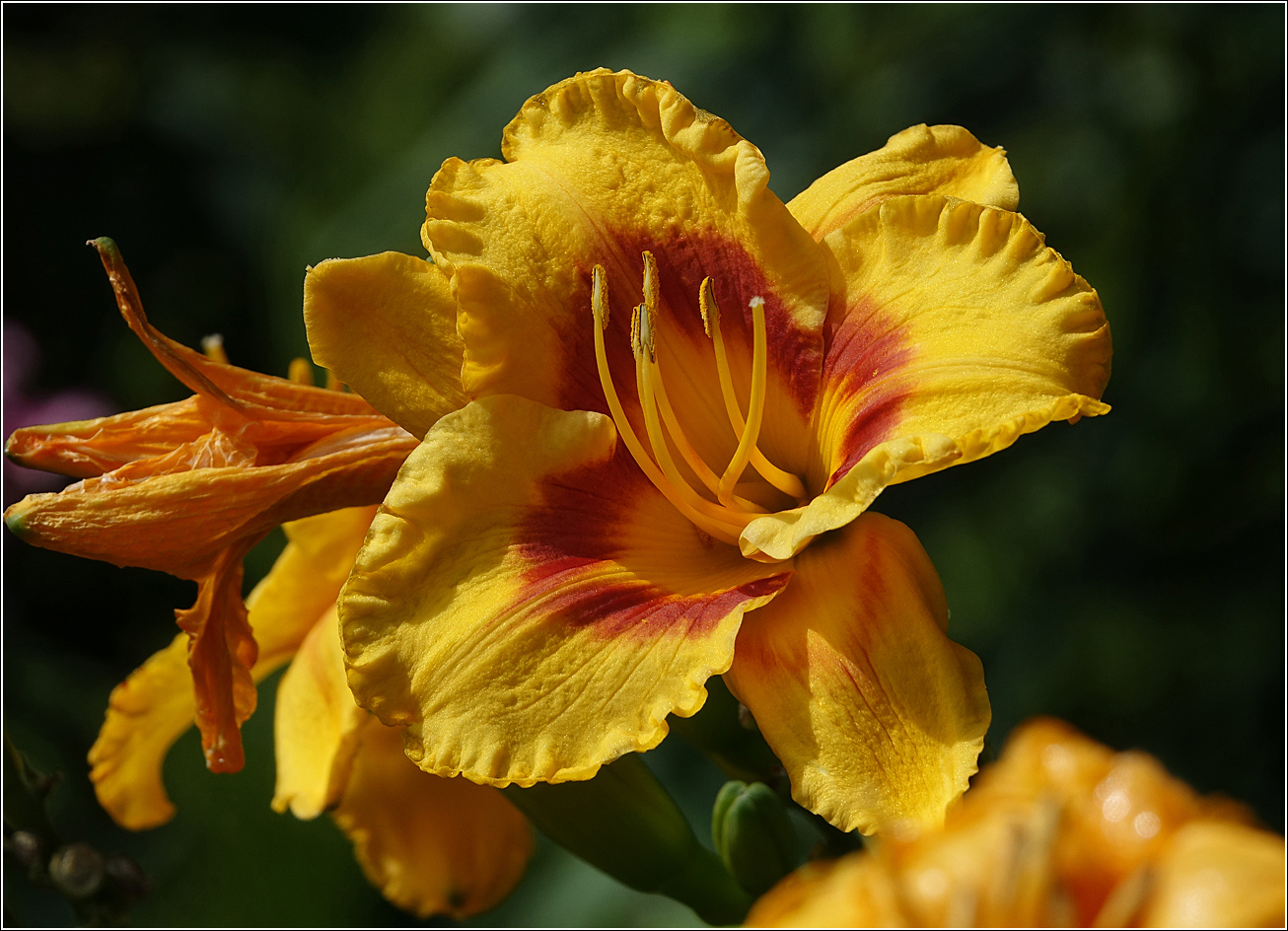 Изображение особи Hemerocallis &times; hybrida.