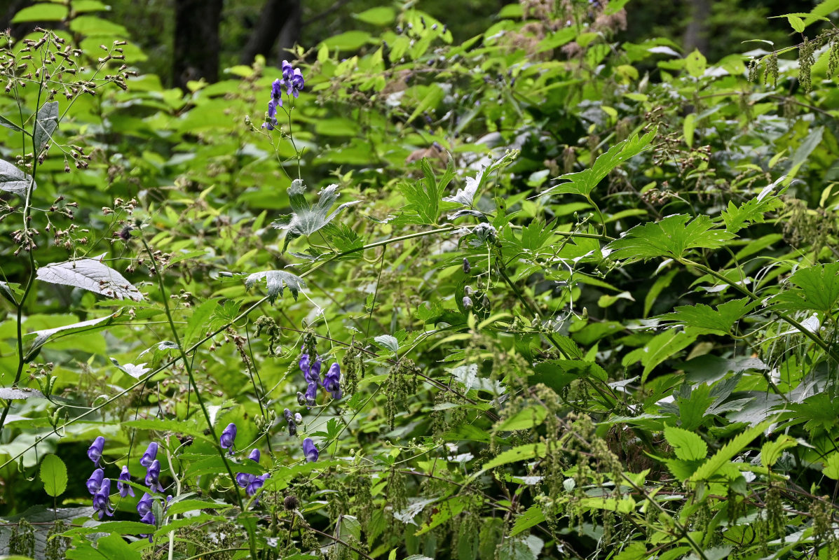 Image of Aconitum sczukinii specimen.