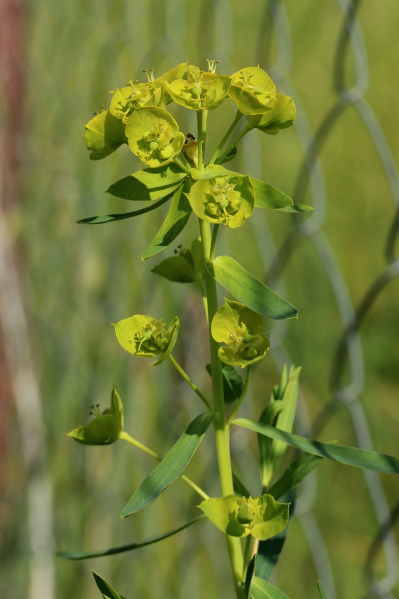 Изображение особи Euphorbia virgata.