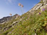 Pulsatilla aurea